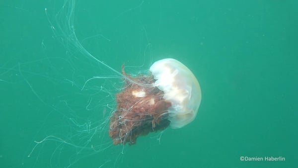 Learn about the Lion's Mane on World Jellyfish Day