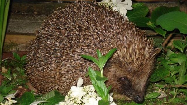 Roll Up, Roll Up...it's a hedgehog.