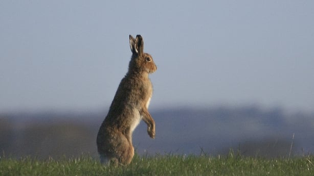 Irish Hare (photo: Ruth Hanniffy / Vincent Wildlife Trust)