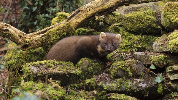 Pine Martens are making a comeback!