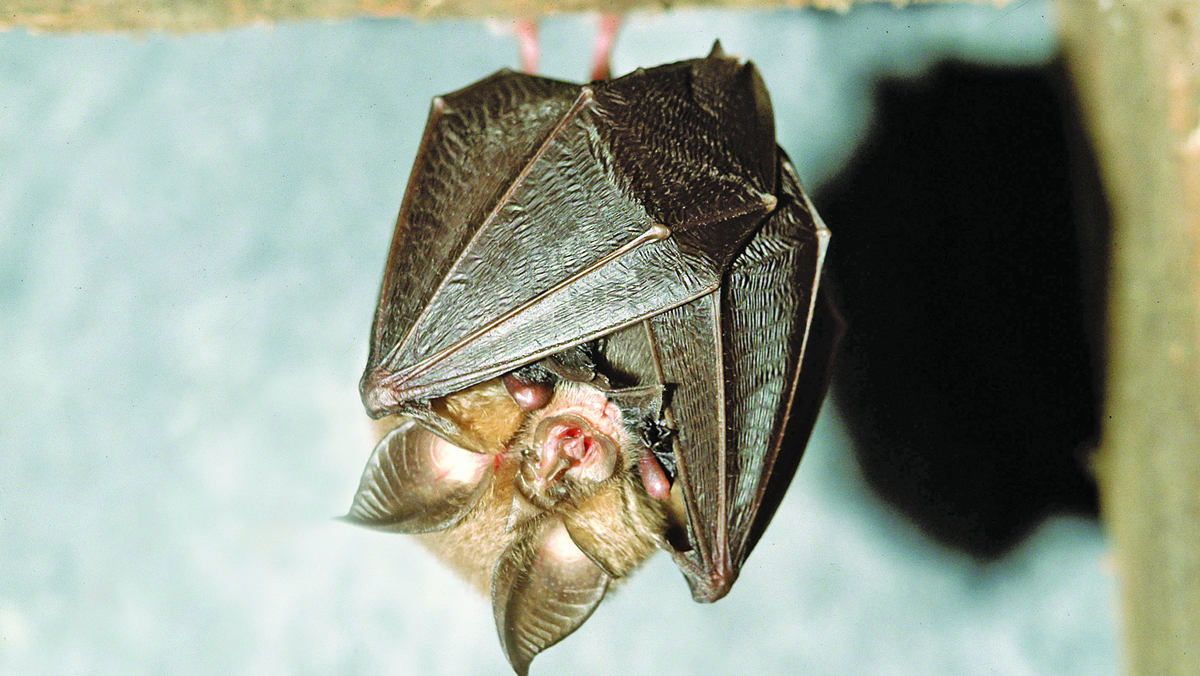 Bats