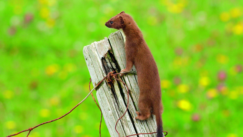 An Easóg Éireannach (Pic: D Breen)