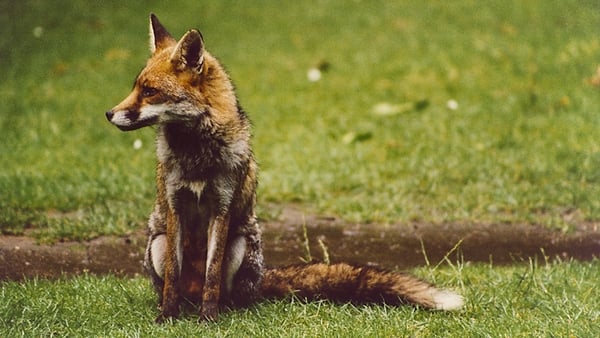 Our Fantastic Foxes!