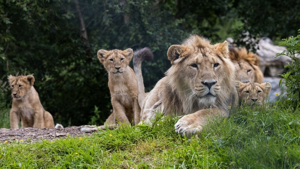 Fota Wildlife Park and RTÉjr - Competition Closed!