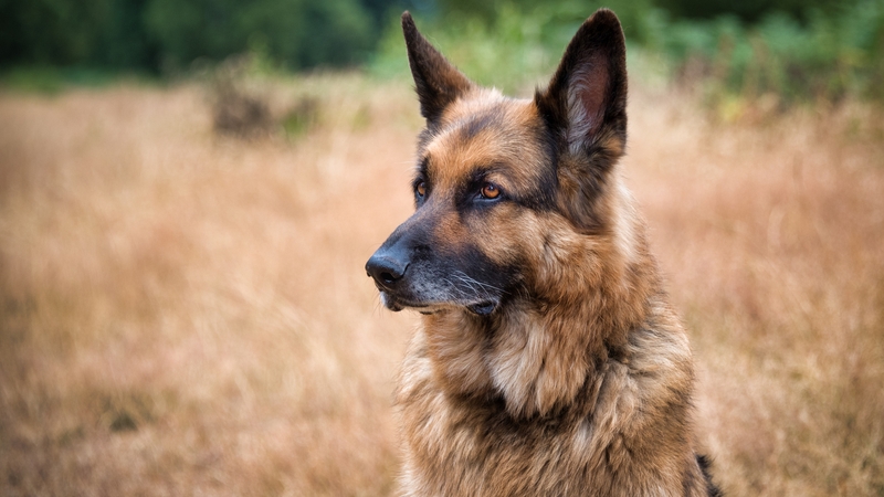 The German Shepherd is among Germany's most popular breeds