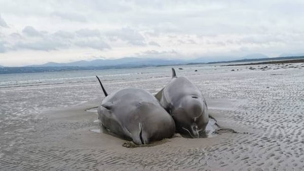 Image: Nicola Coyle/Irish Whale and Dolphin Group