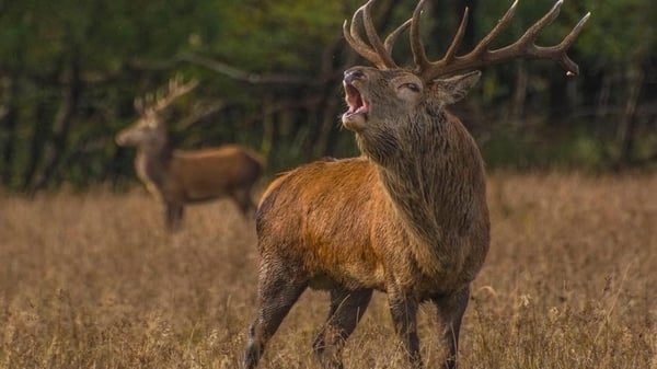 Learn about Ireland's largest land mammals