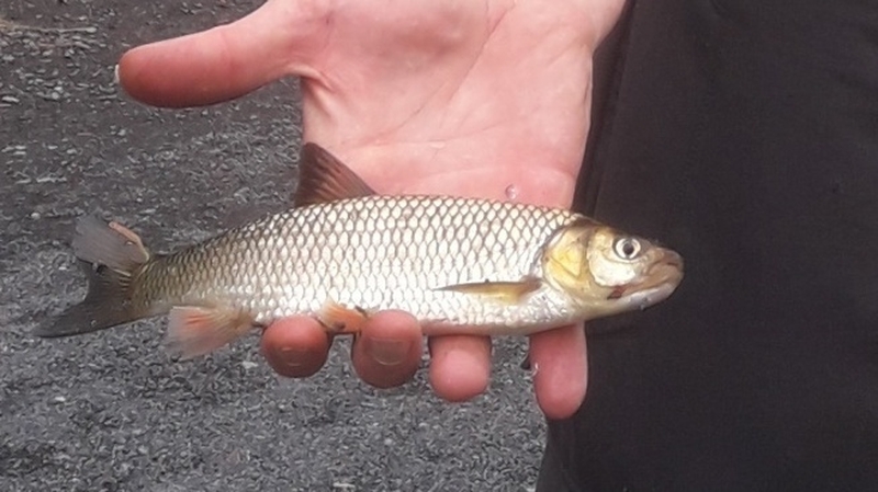 This chub was captured on rod and line at a targeted location on the River Linny (Pic: Inland Fisheries Ireland)