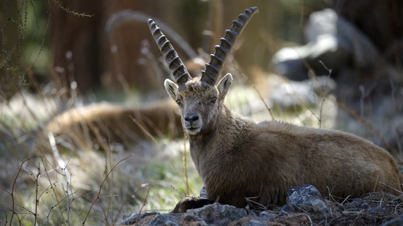 The southern Swiss canton of Wallis, the only one to allow the trophy hunting, said in a statement that as of next year, foreigners would no longer be granted permits to hunt ibexes