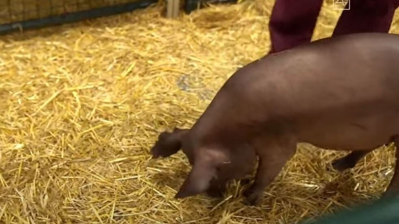 Gertrude, implanted with a Neuralink device, munched on her food and ignored the cameras