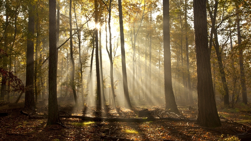 Thetford Forest in Norfolk, England, was the scene of an unlicensed music event attended by over 500 people (file pic)