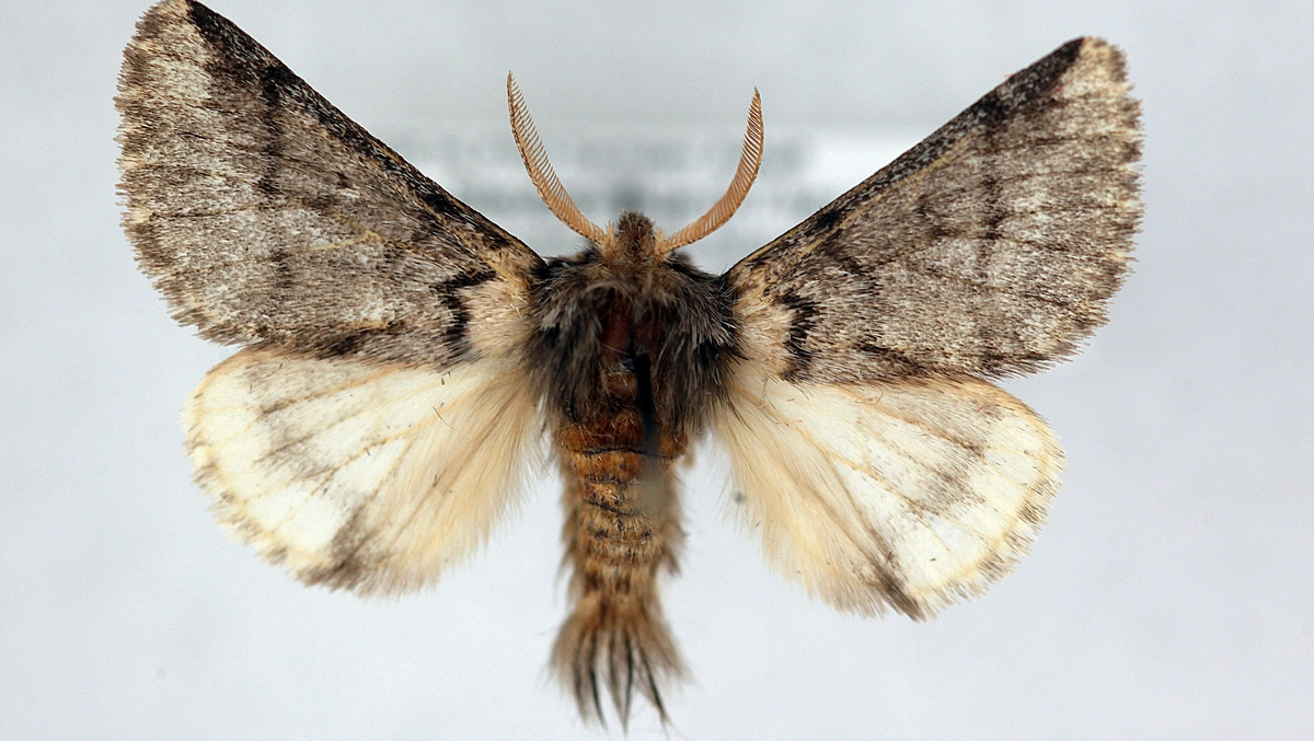 Invasive moth spotted for first time in park in Ireland