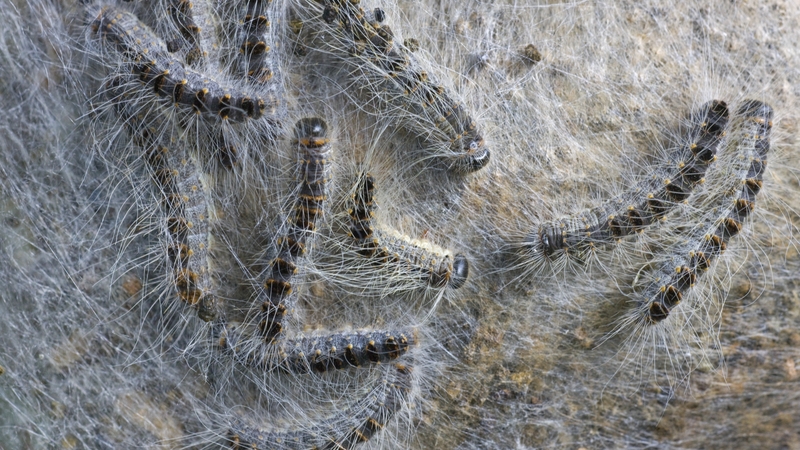 Oak trees and plants are a host for this pest and it is unlikely to be found on any other tree