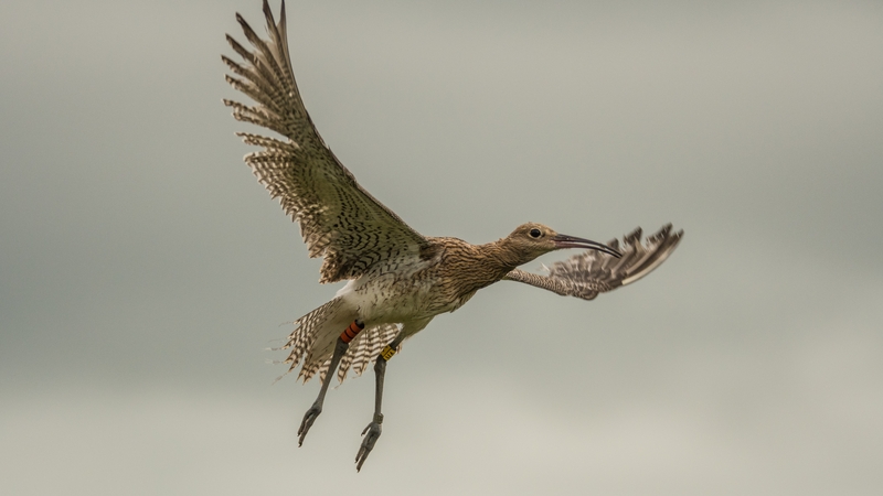 Curlew numbers have decreased by 96% in a 30-year period
