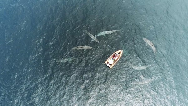 Drone footage shows an amazing encounter with basking sharks off the Co Clare coast