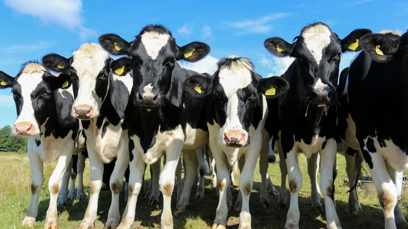 A fully automated system which disperses the required amount of minerals into animals watering system.