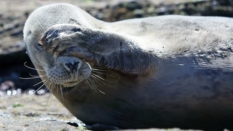 Human activity has severely degraded three quarters of all land and 40% of Earth's oceans