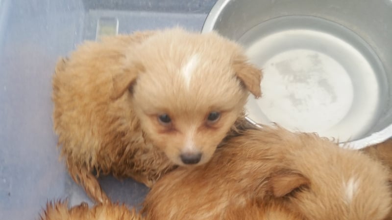 The puppies have been transferred to the care of the KWWSPCA in Newbridge
