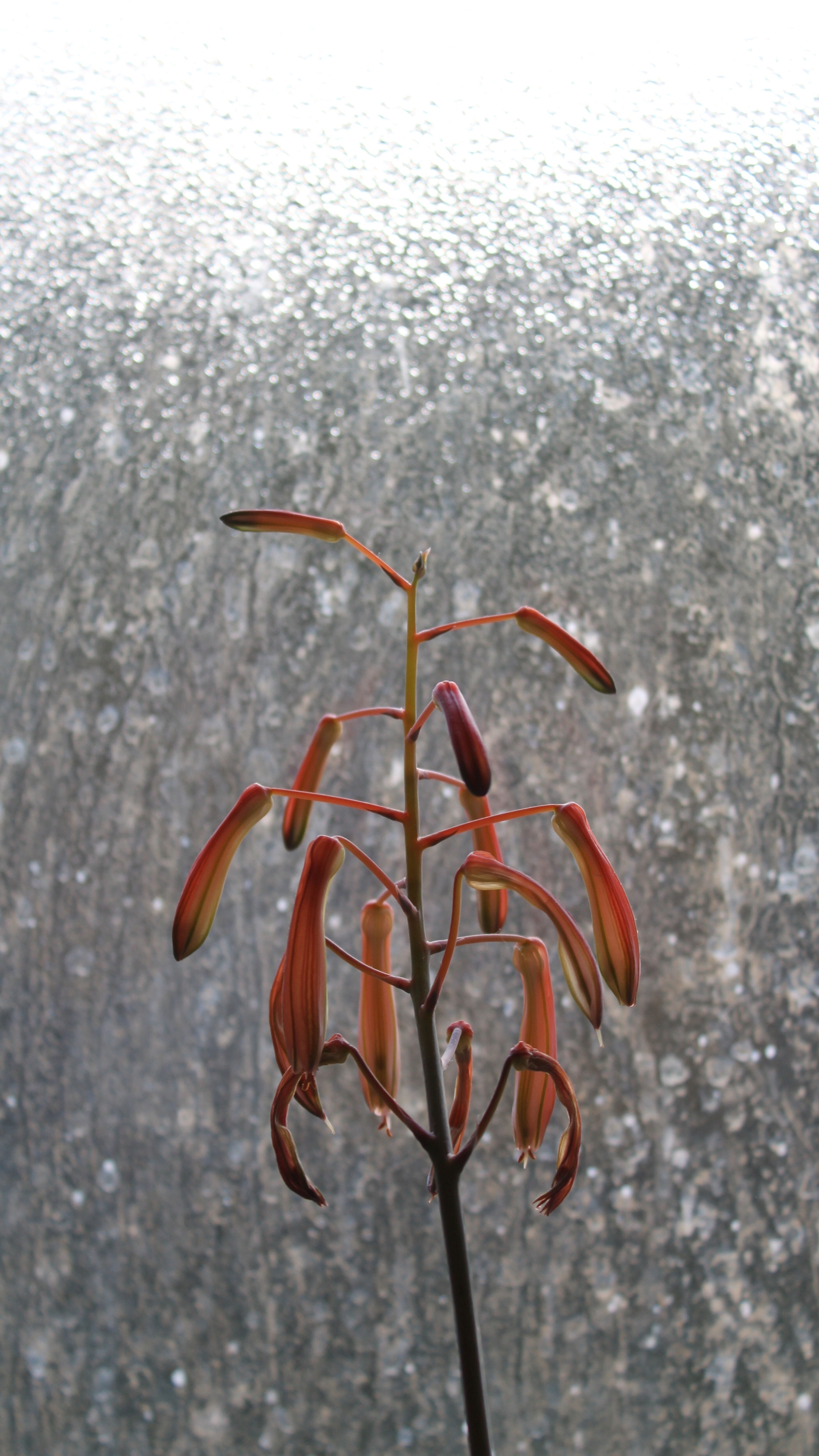 My Triffid