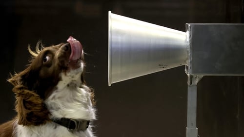 Floki is trained to detect Covid-19 in human sweat | Images: Kelly Barnes/Getty Images