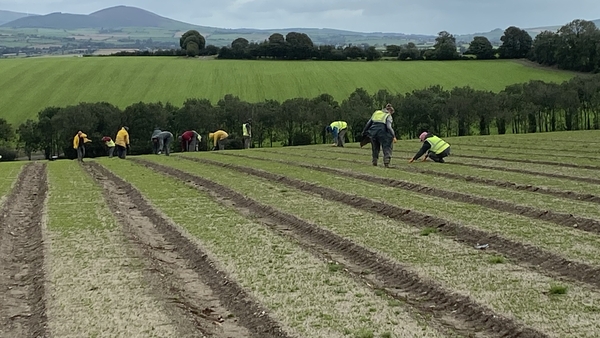 Forestry seed beds in Co Wicklow