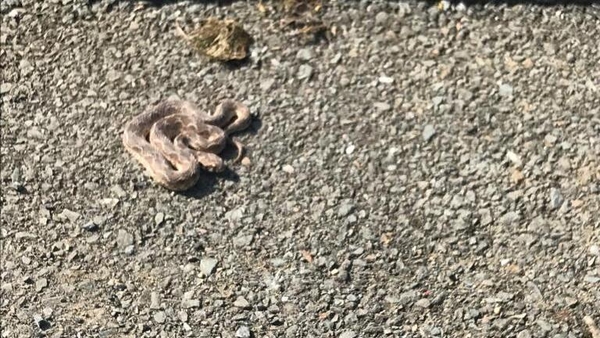 The saw-scaled viper, pictured here in the garden in Co Offaly, is one of the most dangerous snakes in the world