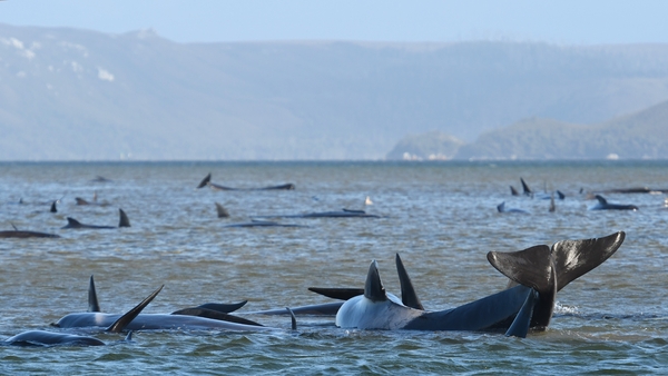 The long-finned pilot whales are trapped in two separate locations on the rugged west coast of Tasmania