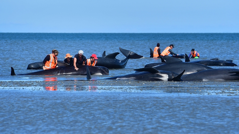 Volunteers tend to pilot whales during a mass stranding in New Zealand in 2017