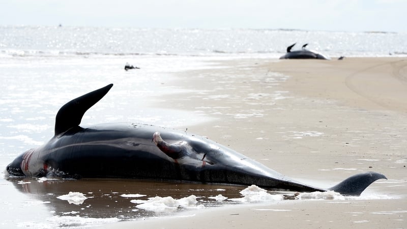 An operation to deal with the carcasses could take days