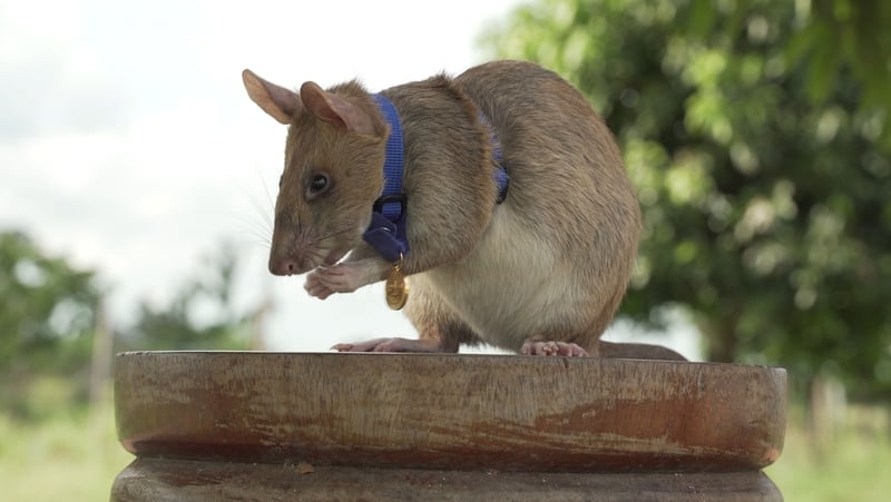 Magawa won the animal equivalent of Britain's highest civilian honour for bravery for his work uncovering landmines