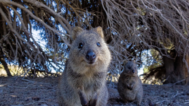 A cat video a day could keep the doctor away.