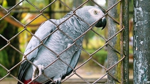 Grey parrots have the ability to talk and mimic sounds