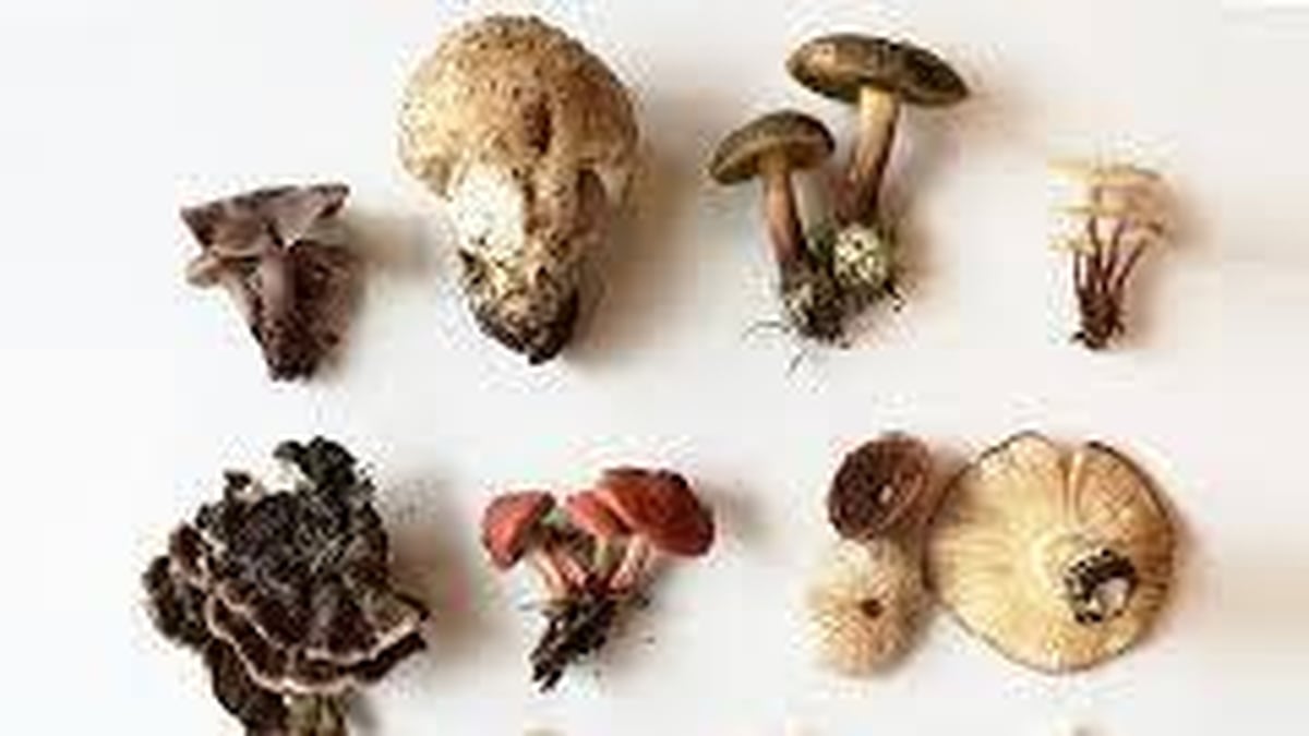 Foraging for Mushrooms - Suzanne Campbell