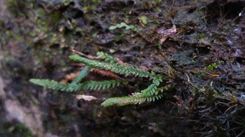 Stenogrammitis myosuroide, a rare tiny cloud-forest fern, was found growing on mossy rocks in Killarney National Park