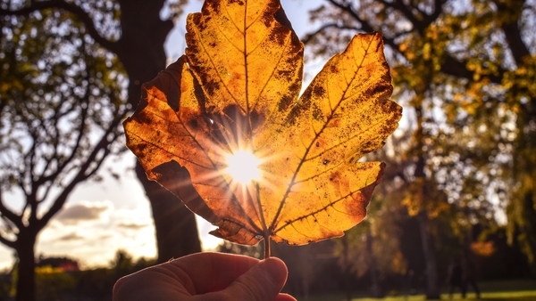 Why do leaves change colour in autumn?