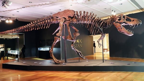 'Stan' was discovered in South Dakota in 1987