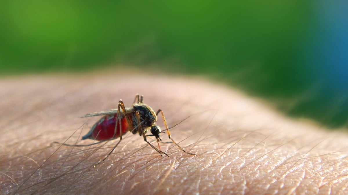 ECDC warn of greater risk to mosquito borne disease for tourists heading to Italy and France