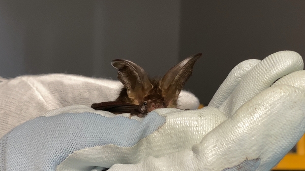 Ireland's fang club : Rehab for bats