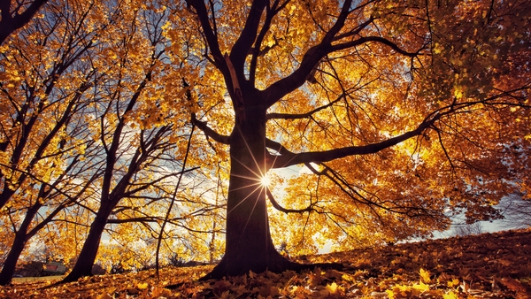 Let's Dive In! It's all about leaves falling from the trees
