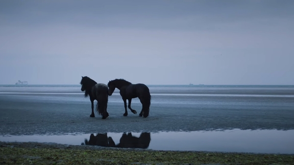 The Irish director documenting inner-city horse culture