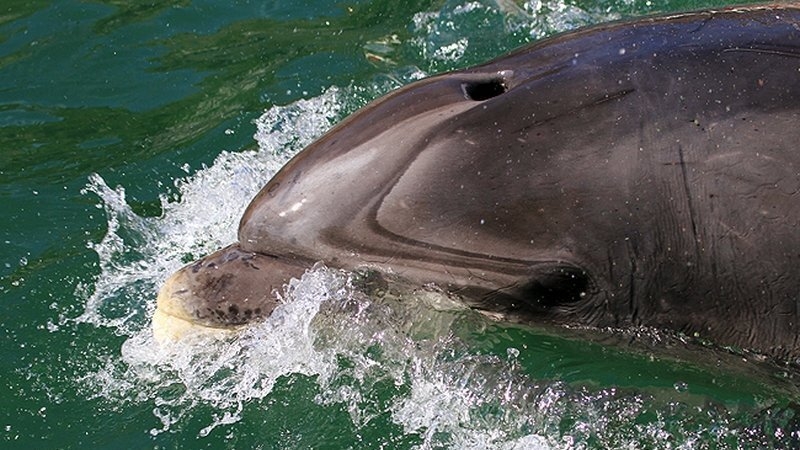 Can't keep a good dolphin down!