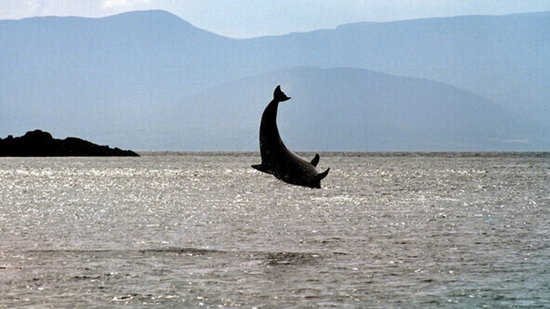 Fungie: happy out in Tralee?