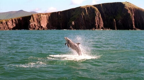 Concern is growing in Dingle, where many rely on the tourism spin-off generated by the dolphin. Up to 12 boats operate daily trips, employing over 50 people