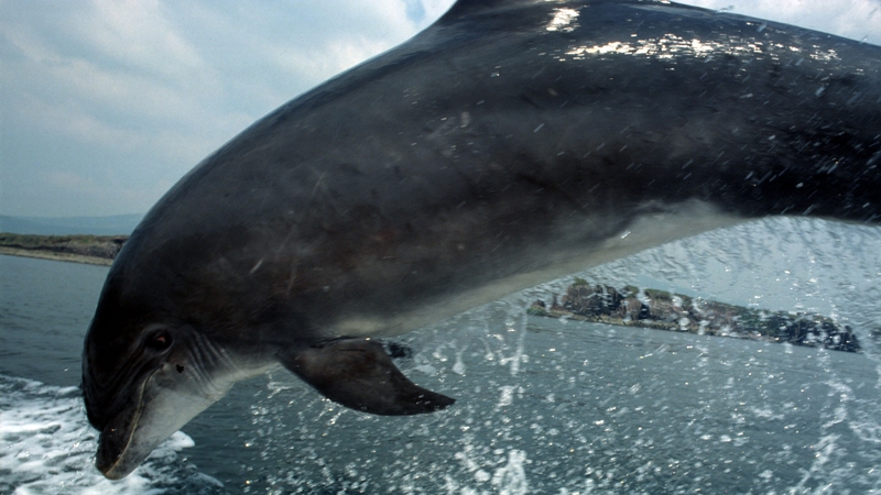 There is mounting concern for the wellbeing of Fungie