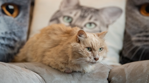 Biscuit, who is nicknamed Bikkit, was captured on CCTV escaping from a tiny gap at 4am on 1 December 2017