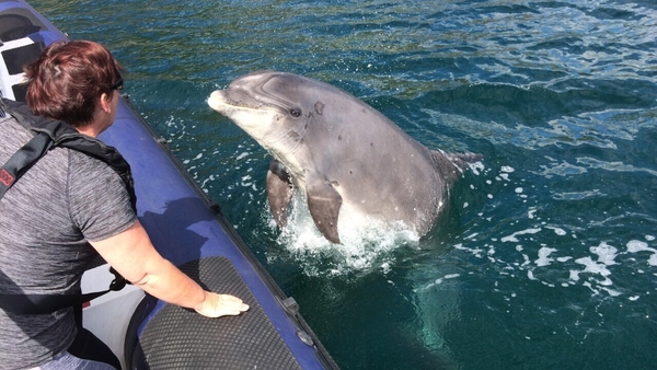 Cumha ar bhádóirí Chorca Dhuibhne i ndiaidh Fungie