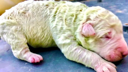 The tiny dog, immediately named Pistachio, was part of a five-dog litter born on 9 October