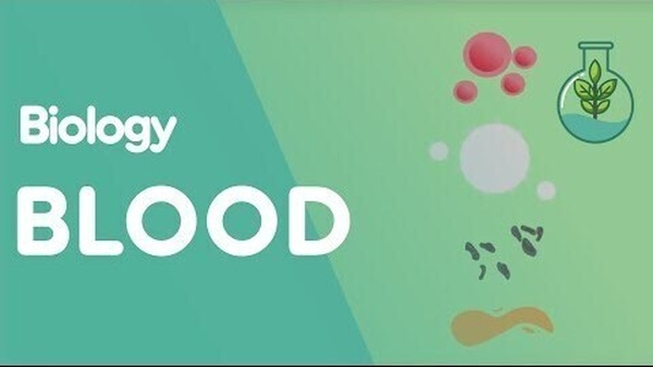 What's in your blood?
