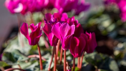 These beautiful florals will brighten up the colder months, says Katie Wright.