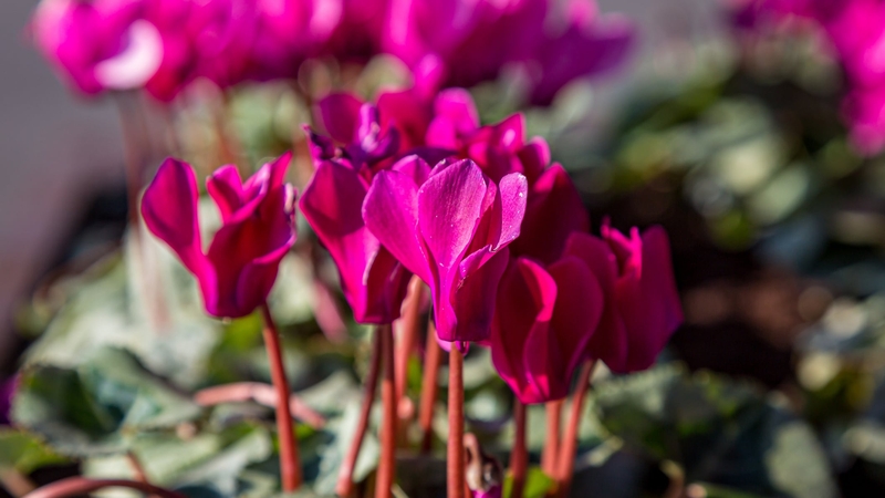 These beautiful florals will brighten up the colder months, says Katie Wright.